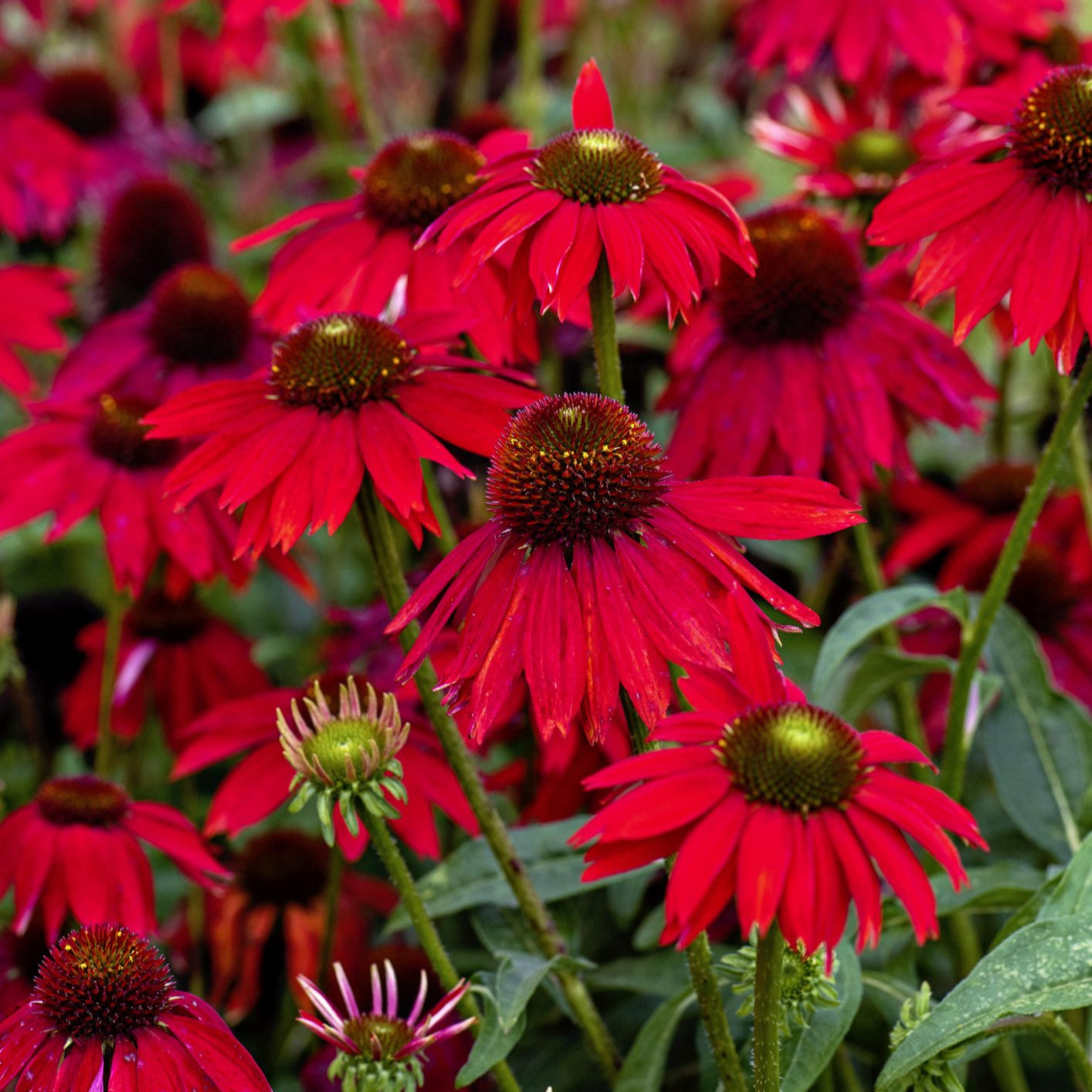 Heirloom Non-GMO Red Perennial Flower Seeds for Planting for planting in home garden